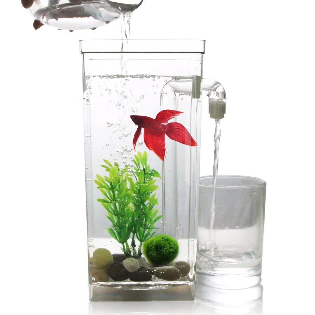 Betta Fish Tank - Giày Lười Nước Tự Do Thay