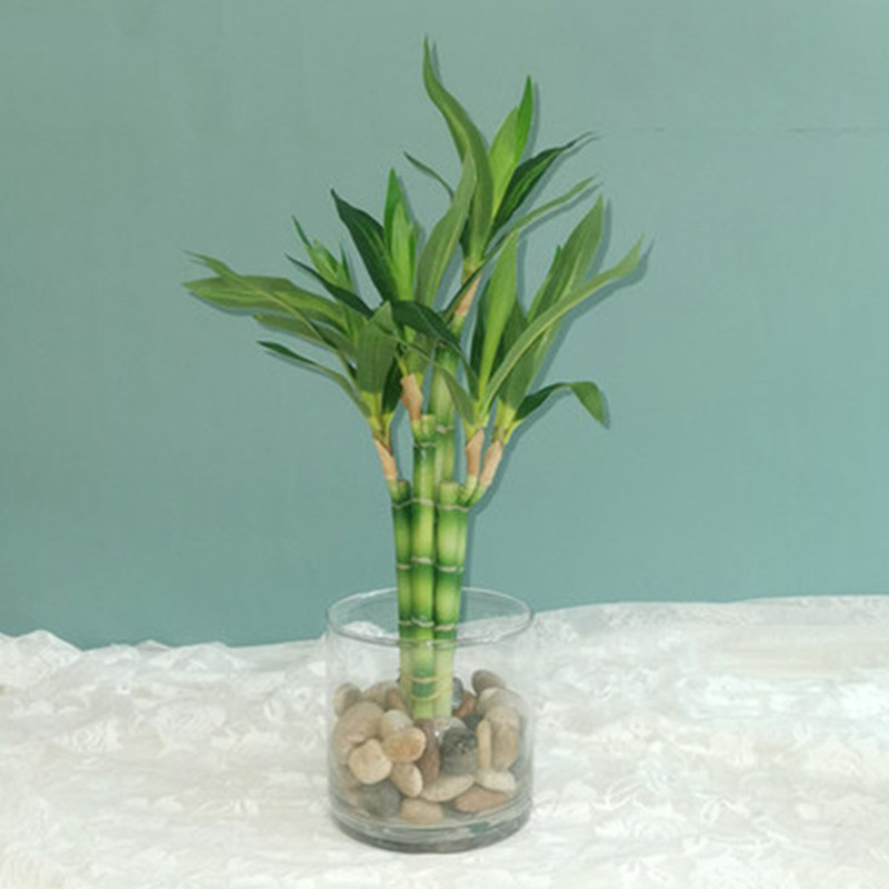 Fish Aquarium Home - Cây Trúc May Mắn Nhân Tạo