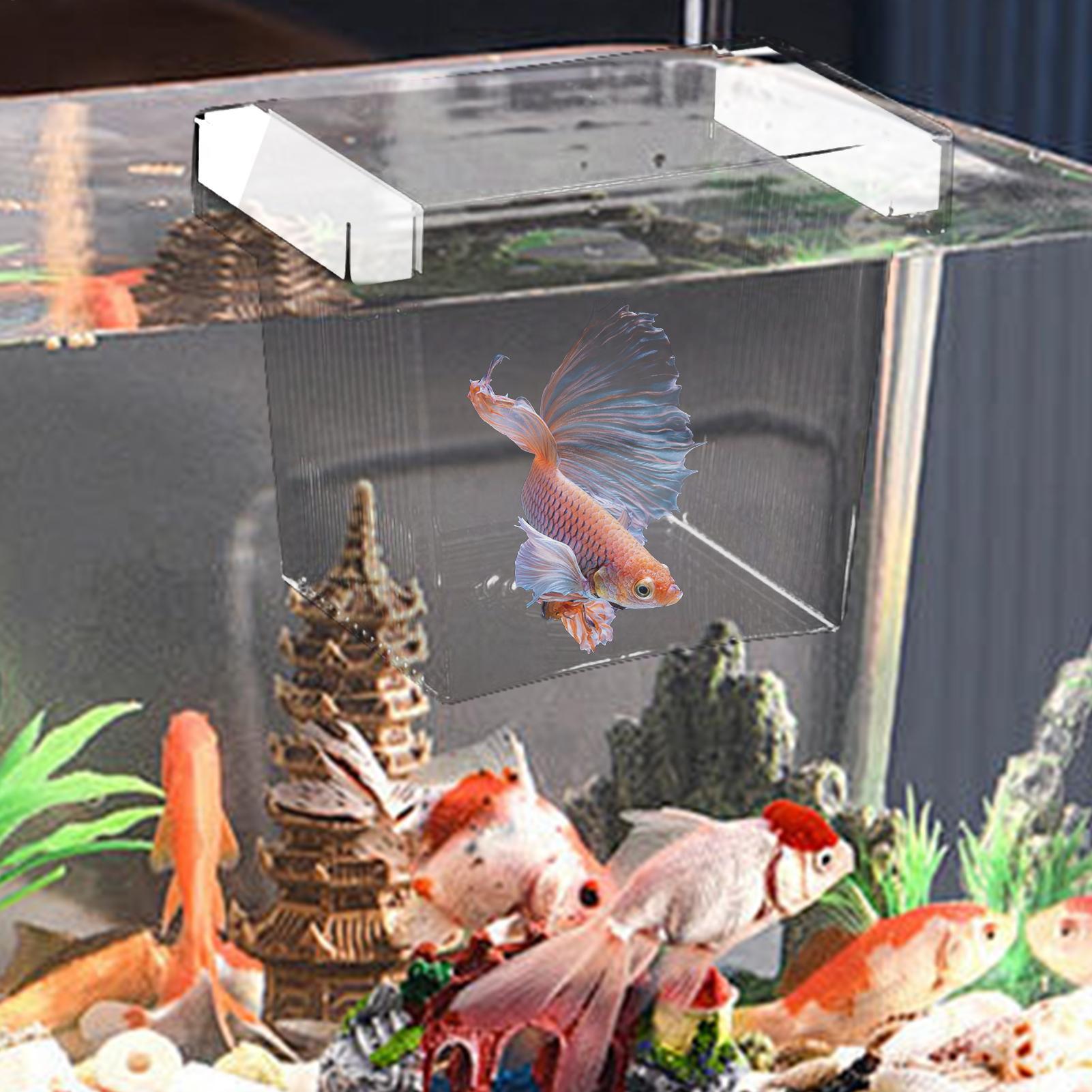 Floating Fish Breeding Isolati - đánh giá và giá Betta Fish Tank