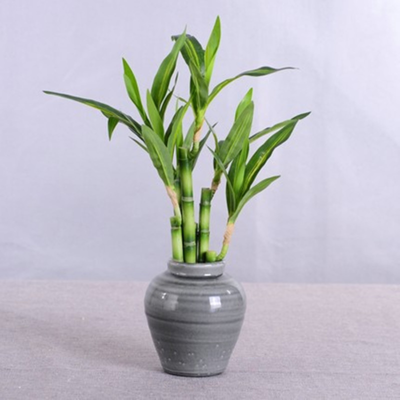 Cây Trúc May Mắn Nhân Tạo Mới  - đánh giá và giá Fish Aquarium Home